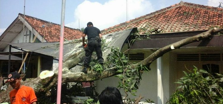Evakuasi Pohon Tumbang di Kecamatan Cibinong Evakuasi Pohon Tumbang di Kecamatan Cibinong