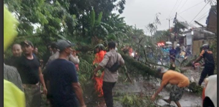 Polsek Bojonggede Bersama TRC BPBD Kabupaten Evakuasi Pohon Tumbang di Bojong Gede
