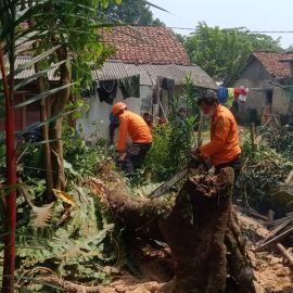 1 Rumah Warga Tertimpa Pohon Akibat Angin Kencang di Kecamatan Cibungbulang