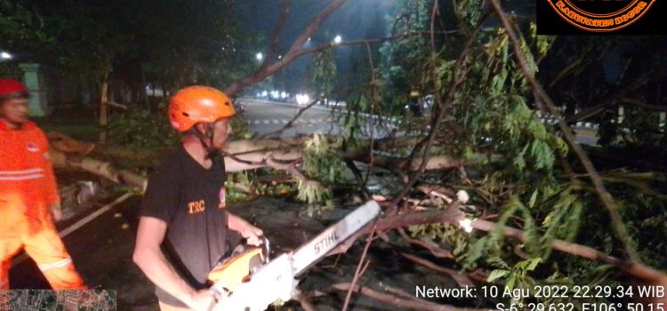 Hujan yang Mengguyur Beberapa Wilayah di Kabupaten Bogor Menyebabkan Pohon Tumbang dan Menutipi Ruas Jalan